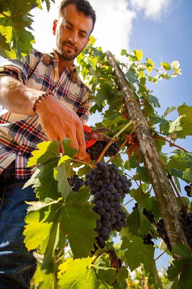 Les richesses gastronomiques du territoire Drôme Ardèche